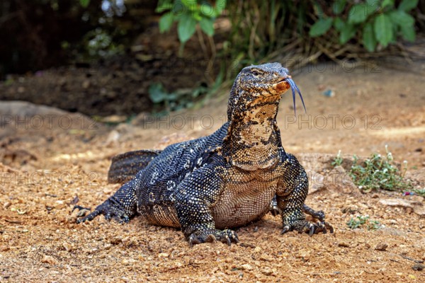 Monitor sitting on dry soil, looking forward and tongue sticking out, surrounded by natural vegetation, The bandaged monitor in the swamps near Sigiriya in Sri Lanka (Varanus salvator)
