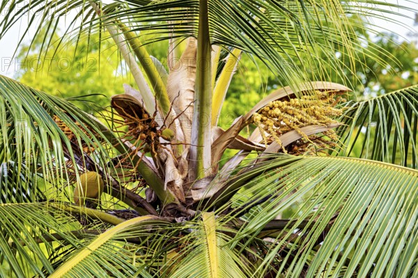 Close-up of a coconut tree with lush green leaves and unripe fruit, The crown of a coconut palm