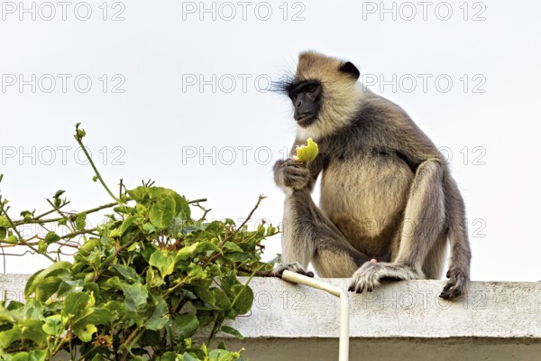 A Langur monkey sits on a roof and holds a yellow leaf surrounded by plants, The Indian Hanuman Languren near Sigiriya in Sri Lanka (Semnopithecus)