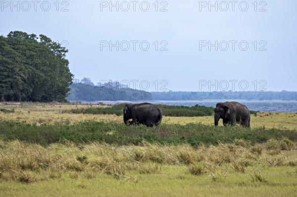 Two elephants stand in a grassland near a river with trees in the background under a cloudy sky, the Sri Lanka elephant, also Ceylon elephant in the landscape near Sigiriya in Sri Lanka (Elephas maximus maximus)