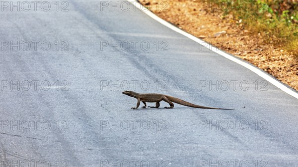 A monitor crosses a paved road in a natural environment in sunny weather, The tying monitor in the swamps near Sigiriya in Sri Lanka (Varanus salvator)