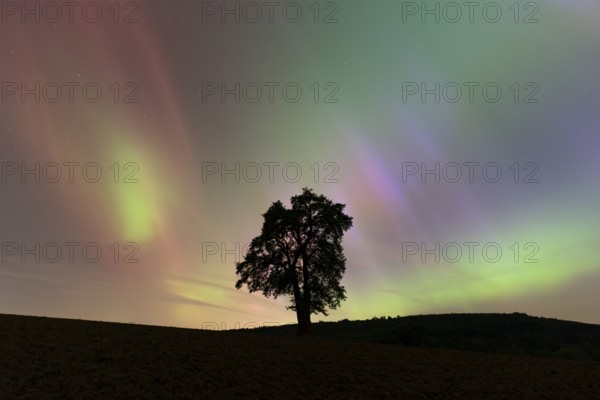 A solitary pear tree at night with aurora borealis. Rhein-Neckar District, Baden-Württemberg, Germany