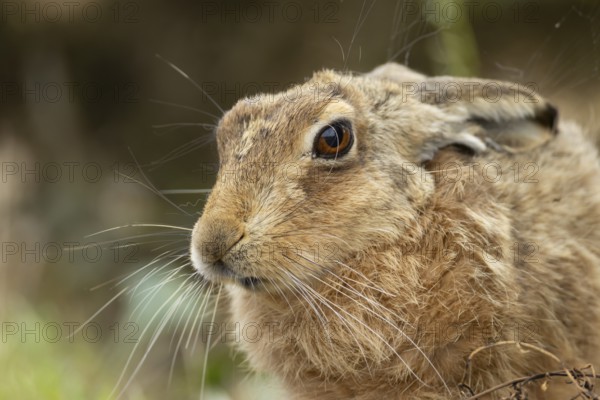 European brown hare (Lepus europaeus) adult animal head portrait, England, United Kingdom