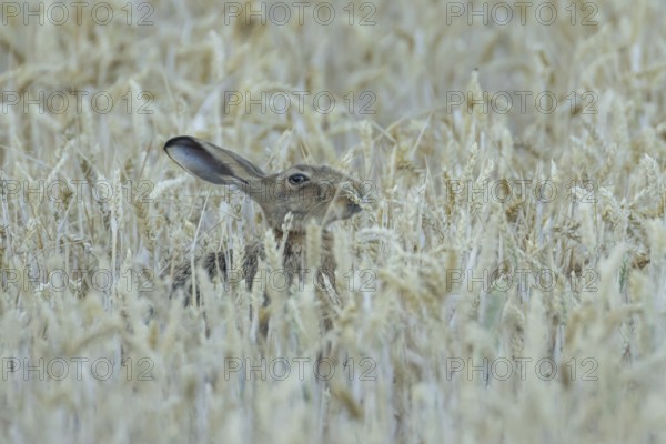 European brown hare (Lepus europaeus) adult animal eating a wheat plant sheath in a farmland field in summer, England, United Kingdom