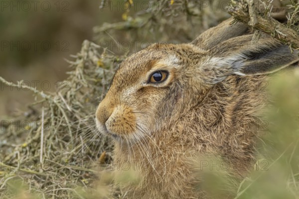European brown hare (Lepus europaeus) adult animal resting, England, United Kingdom