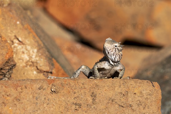 A lizard sits on a brick surrounded by natural materials, the bloodsucker lady sits on a wall near Sigiriya in Sri Lanka (Calotes versicolor)