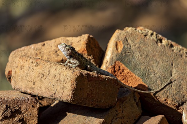 A lizard basks in the open on stacked bricks, the bloodsucker lady sits on a wall near Sigiriya in Sri Lanka (Calotes versicolor)