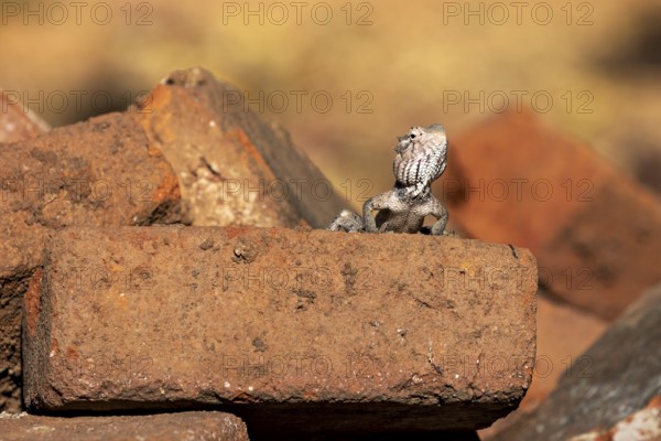 Lizard sits watchfully on a brick surrounded by warm hues. The bloodsucker lady sits on a wall near Sigiriya in Sri Lanka (Calotes versicolor)