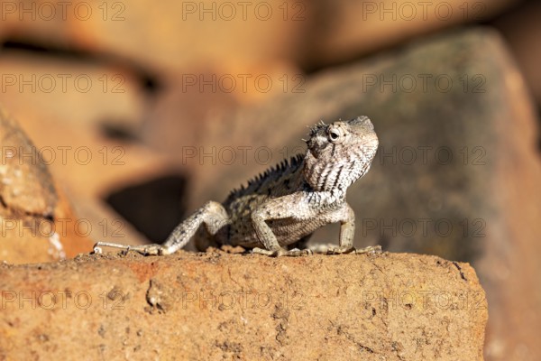 Lizard looks curiously at the sun, sitting on bricks, the bloodsucker lady sits on a wall near Sigiriya in Sri Lanka (Calotes versicolor)