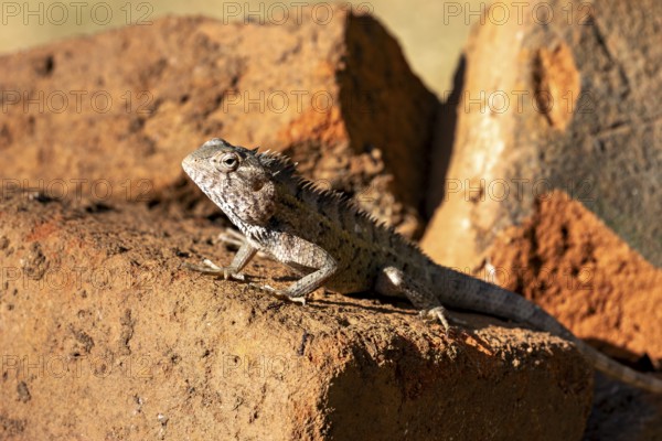 Lizard rests on bricks and enjoys the sun's rays, the bloodsucker lady sits on a wall near Sigiriya in Sri Lanka (Calotes versicolor)