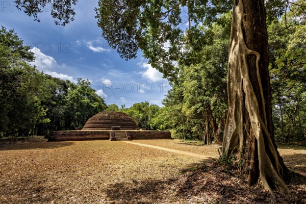 An old stupa between tall trees with a clear sky and shady areas, the temples, dagobas, and pagodas at Lion Rock near Sigiriya in Sri Lanka