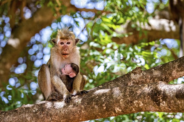 Two monkeys, an adult monkey and a young animal, sit relaxed on a branch in a green environment, The Ceylon monkey at Sigiriya Rock in Sri Lanka (Macaca sinica)