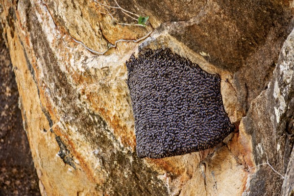 A beehive nestled in a rock, surrounded by natural, rough rock structure, The giant honeybee on a rock wall near Sigiriya in Sri Lanka (Apis dorsata)