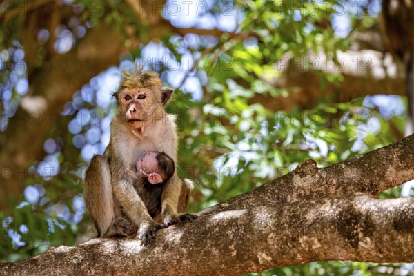 Monkey with young animal sitting on a tree in natural surroundings, surrounded by green leaves and soft sunlight, The Ceylon monkey at Sigiriya Rock in Sri Lanka (Macaca sinica)