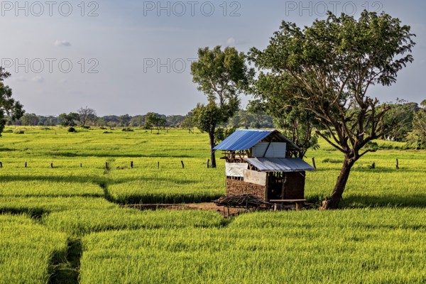 A hut with a blue roof and a tree stand in an extensive green rice field, green rice paddies in Sri Lanka