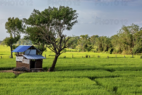 A simple hut with a blue roof stands next to a tree in the middle of a vast green rice field, green rice paddies in Sri Lanka