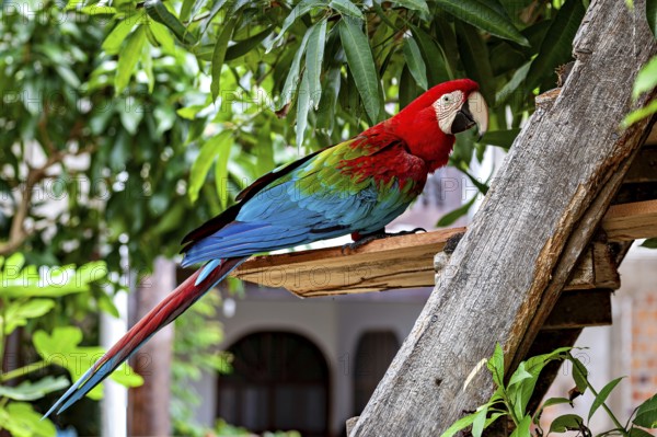 Colourful parrot on a branch in a tropical environment with lush greenery, The red-green macaw in the Amazon jungle of Bolivia (Ara chloropterus)