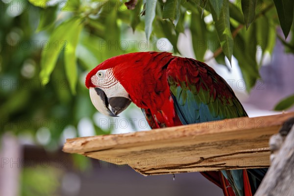 Close-up of a colorful parrot resting on a branch surrounded by green leaves, The red-green macaw in the Amazon jungle of Bolivia (Ara chloropterus)