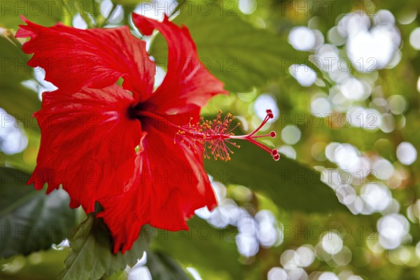 Red hibiscus flower against a blurred green background in vivid colors, the bright red hibiscus flowers (Hibiscus rosa-sinensis)