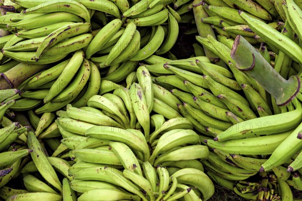 Green banana bundles in an arrangement, freshly harvested in natural surroundings, green bananas at the Rurrenabaque market in the Amazon jungle in Bolivia