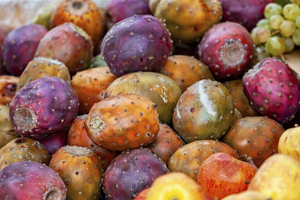 A close-up of colorful prickly pears in a market that radiate diversity and vibrancy, The fruits are prickly pears (fruits of the prickly pear cactus, Opuntia ficus-indica)