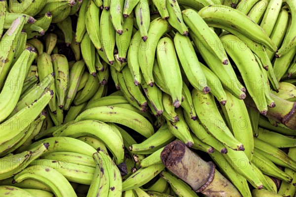 Close-up of green bananas showing fresh and vivid colors, green bananas at the Rurrenabaque market in the Amazon jungle in Bolivia