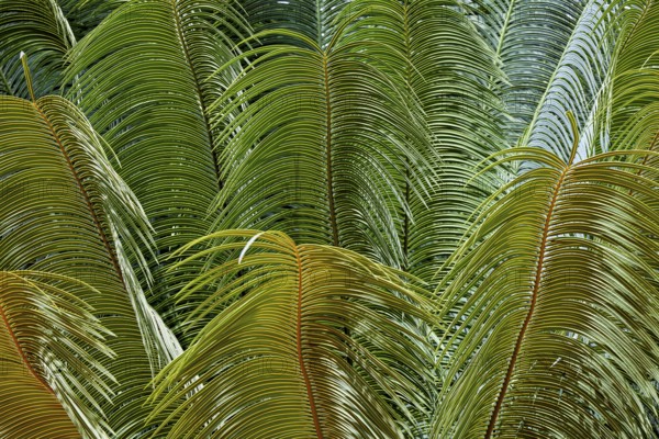 Dense arrangement of tropical leaves in various shades of green and textures, leaves of ferns in the jungle