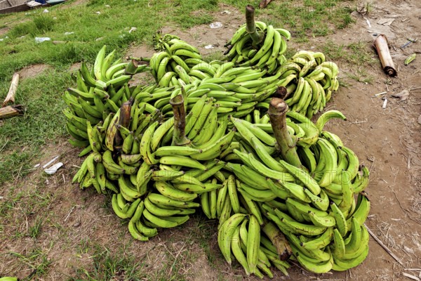 Several bundles of green bananas on grass and soil in natural surroundings, green bananas at the Rurrenabaque market in the Amazon jungle in Bolivia