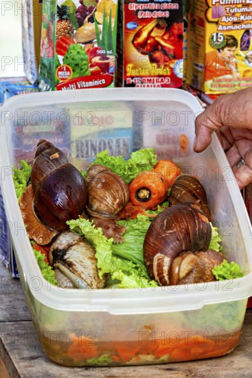 Large snails on lettuce and carrots in a plastic container surrounded by colorful packaging at a market stand, The big agate snails at the Rurrenabaque market in Bolivia (Giant African Snails)