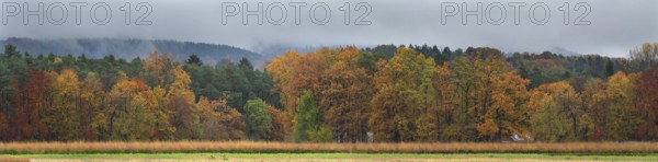 Mixed forest in autumn colors on a rainy day, Eckental, Middle Franconia, Bavaria, Germany