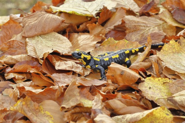 Fire salamander (Salamandra salamandra), in a beech forest on autumn leaves, autumn, Wilnsdorf, North Rhine-Westphalia, Germany
