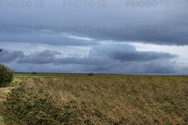 Reed, thatch (Phragmites australis) on the lagoon, dark rain clouds (Nimbostratus), Ahrenshoop, Darß, Mecklenburg-Western Pomerania, Germany
