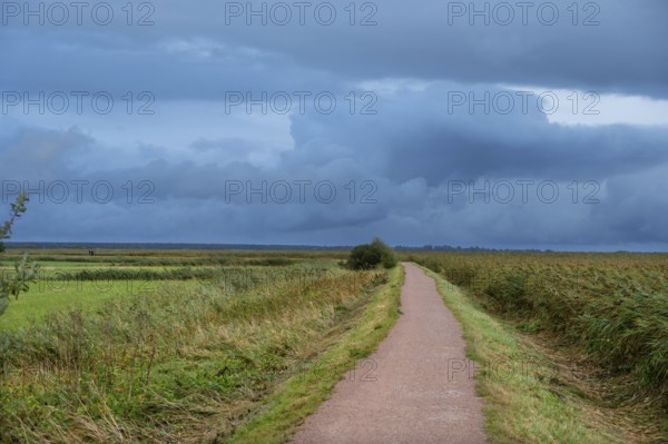Hiking trail through the lagoon landscape, rain clouds (Nimbostratus), Ahrenshoop, Darß, Mecklenburg-Western Pomerania, Germany