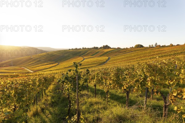 Golden evening sun shines over the colorful vines in the vineyards of Beutelsbach and Weinstadt Baden-Württemberg Germany