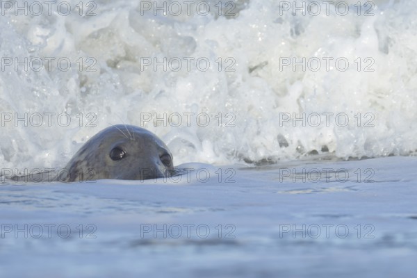 Grey seal (Halichoerus grypus) adult animal in the breaking waves of the sea, England, United Kingdom