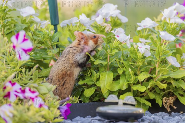 A European hamster (Cricetus cricetus) searches for food on a decorated grave and eats the petals of flowers. Vienna, Austria