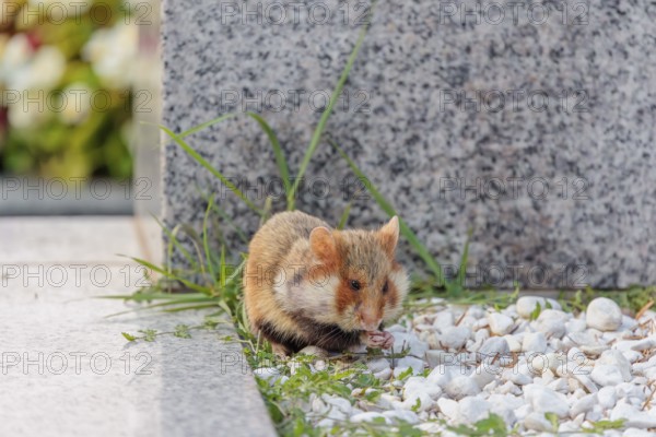 A European hamster (Cricetus cricetus) forages for food on a grave. Vienna, Austria