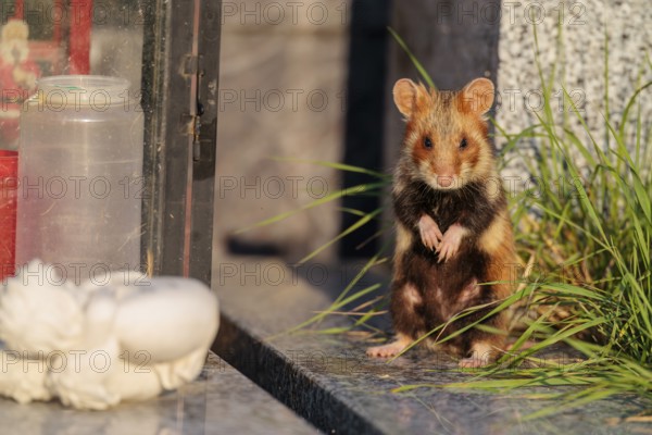 A European hamster (Cricetus cricetus) stands on a grave in the evening sun, searching for food. Vienna, Austria
