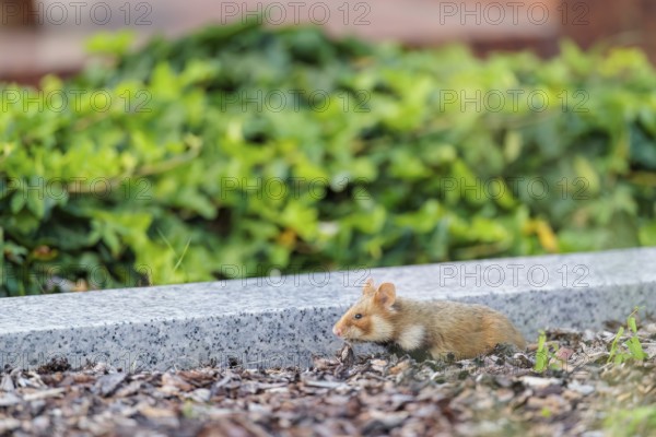 A European hamster (Cricetus cricetus) runs across graves in search for food. Vienna, Austria
