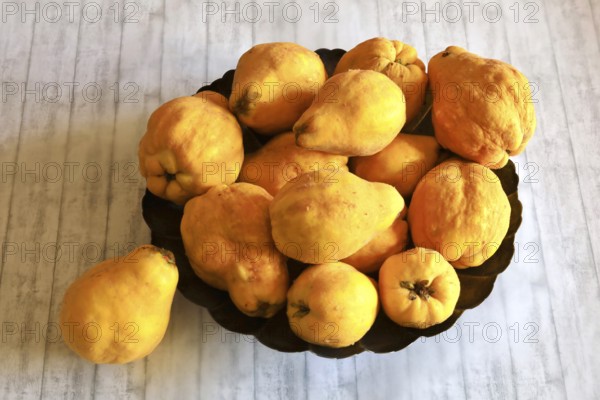 Picturesque still life with quinces, autumn, Germany