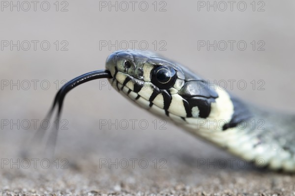 Grass snake (Natrix natrix), portrait, tonguing, forked tongue, Lower Saxony, Germany