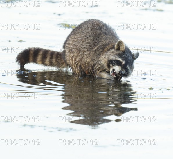 Raccoon (Procyon lotor), looking for food in the shallow water zone of a lake, Lower Saxony, Germany