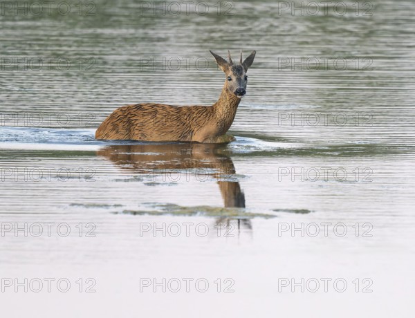 Deer (Capreolus capreolus), young roebuck running through the shallow water zone of a lake, Lower Saxony, Germany
