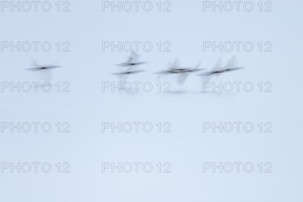Heron duck (Aythya fuligula), heron flying over a lake, motion blur, long exposure, pull, mopping effect, Lower Saxony, Germany