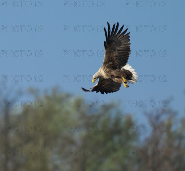 White-tailed eagle (Haliaeetus albicilla) in flight looking for food, Lower Saxony, Germany