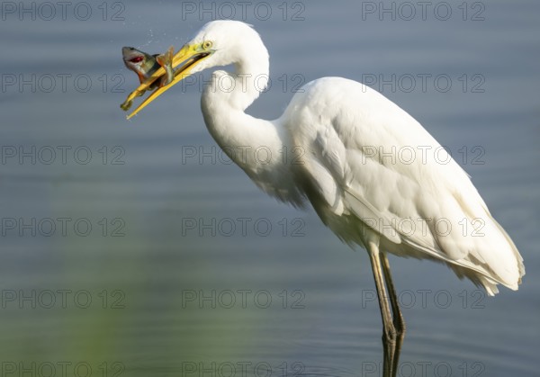 Great egret (Ardea alba) stands in the shallow water zone of a wetland with a fish in its beak, Lower Saxony, Germany