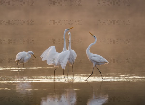 Great egrets (Ardea alba) stand in the warm orange morning light in the shallow water zone of a lake and quarrel, squabbles of fog over the water, Lower Saxony, Germany