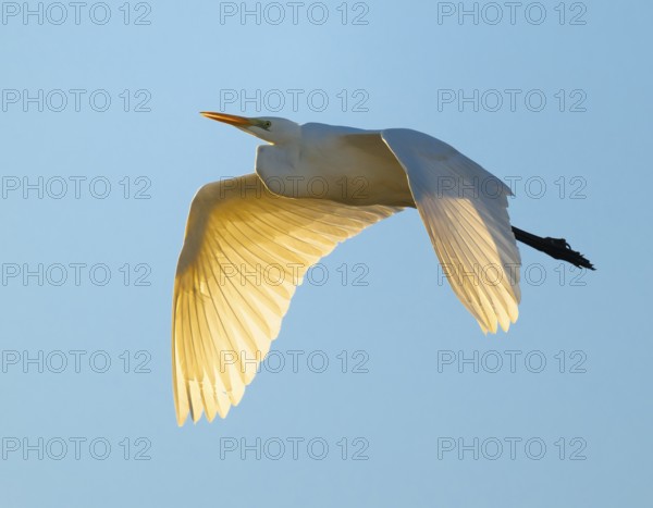 Great egret (Ardea alba) in flight, in warm orange morning light, blue sky, Lower Saxony, Germany