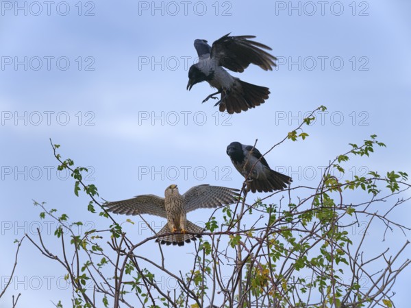 Hooded crows (Corvus cornix) attacking female kestrels (Falco tinnunculus), Berlin, Germany