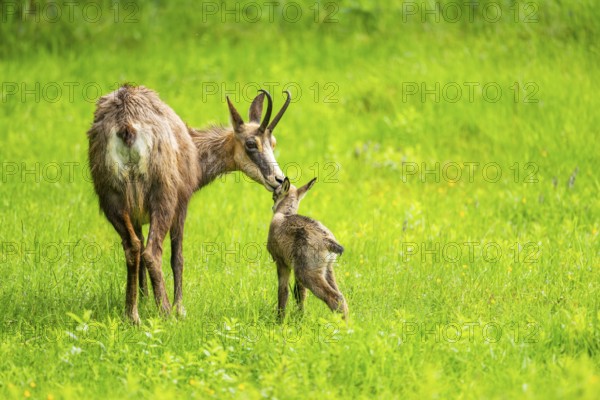 Chamois (Rupicapra rupicapra) Mother (doe) with her youngster (fawn) on a meadow, Austria